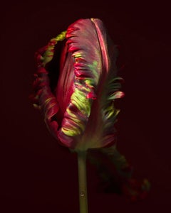 Natures mortes de Rembrandt n° 24