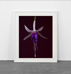 Rembrandt Stillleben 10