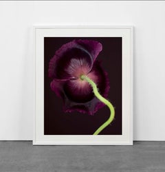 Rembrandt Still Lives 5