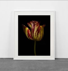 Rembrandt Stillleben 71