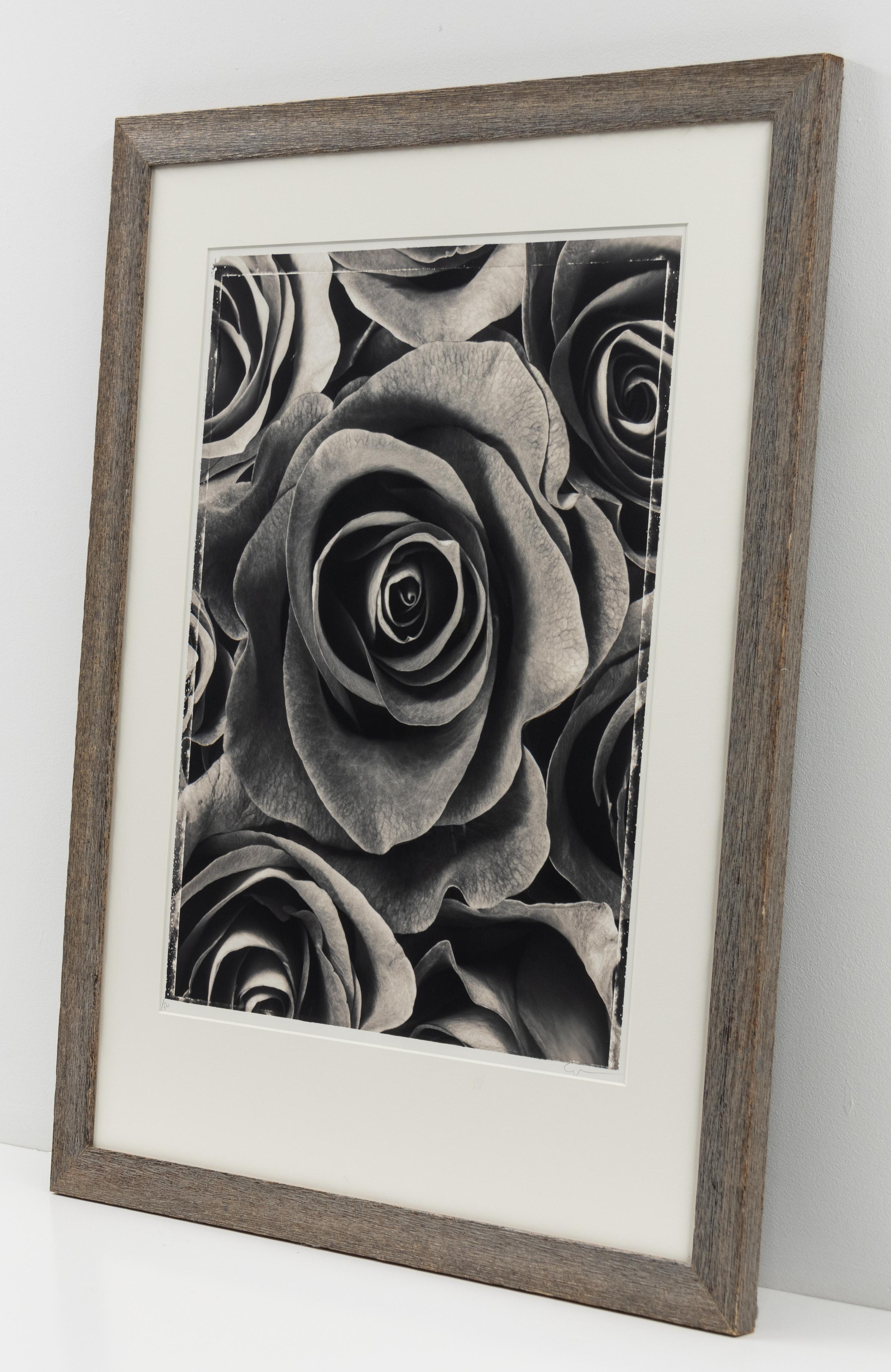 Rosa Leónidas II - Photograph Contemporáneo de Ron van Dongen