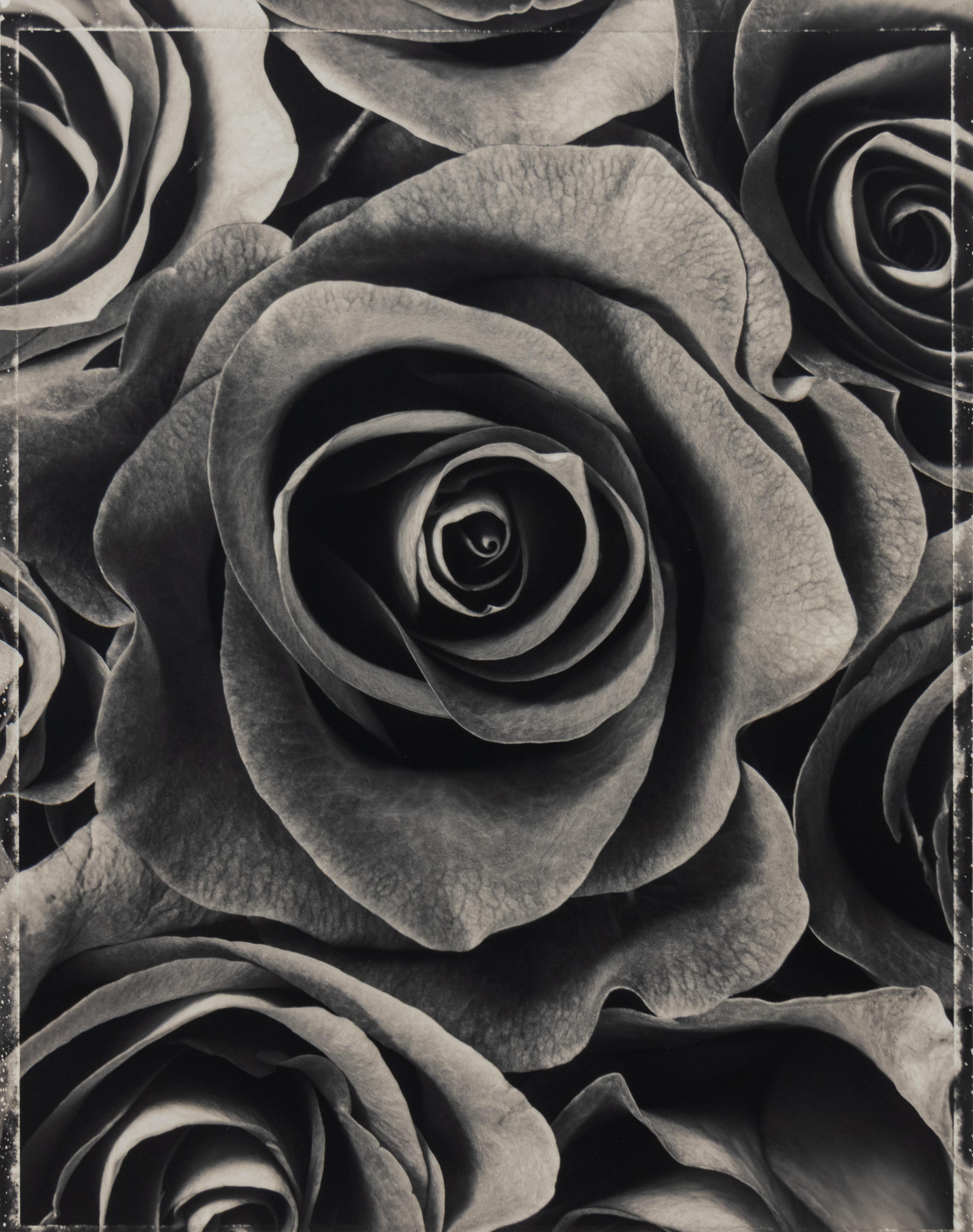 Ron van Dongen Black and White Photograph – Rose leonidas II