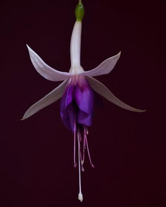 Triptych Rembrandt Still Lifes