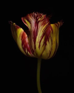 Tulipa ‘Aleppo’ (Mutant) [Ref. #RSL071]