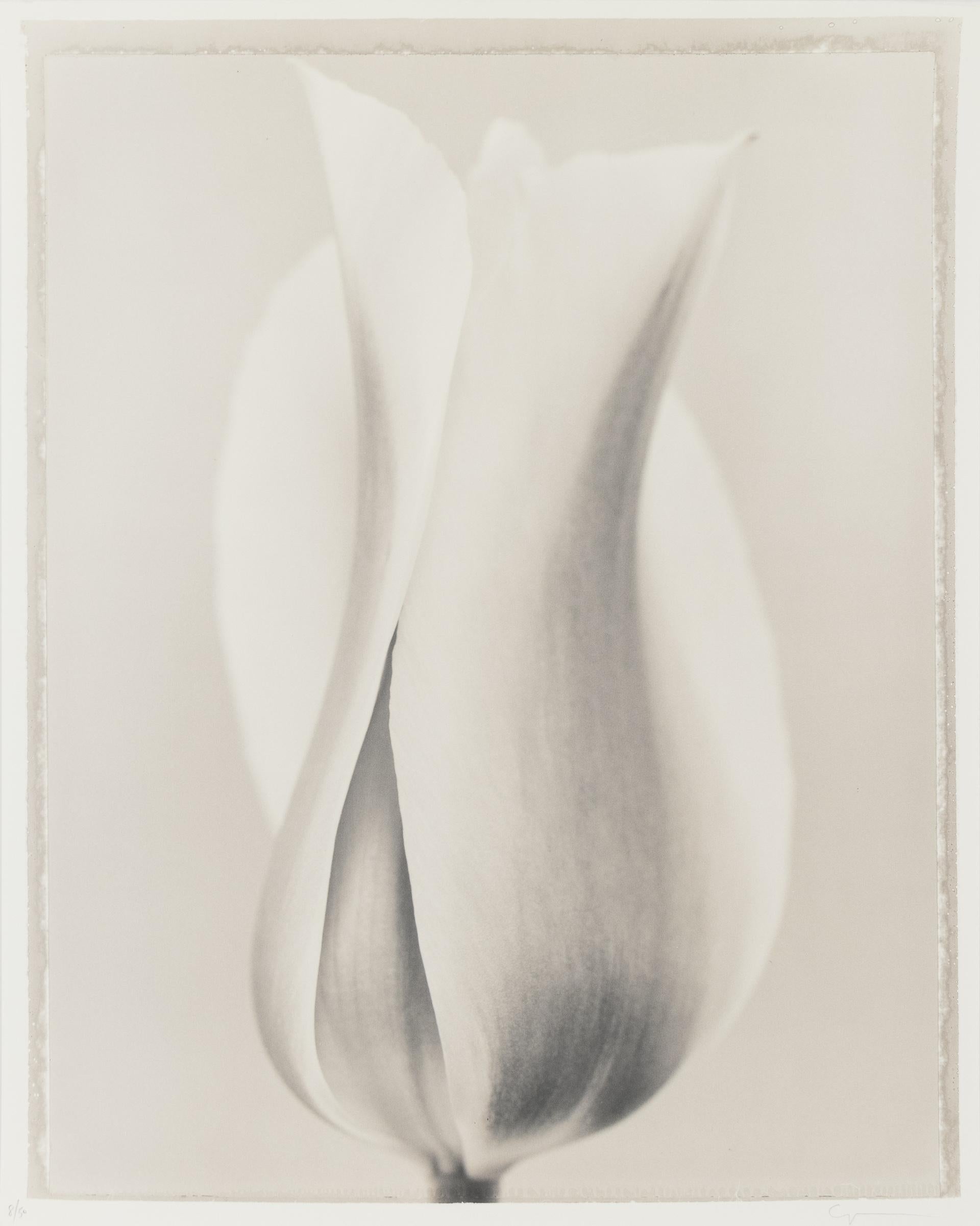 Tulipa 'Blushing Beauty' II - Contemporary Photograph by Ron van Dongen