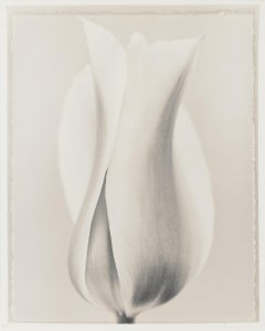 Tulipa „Blushing Beauty“ II