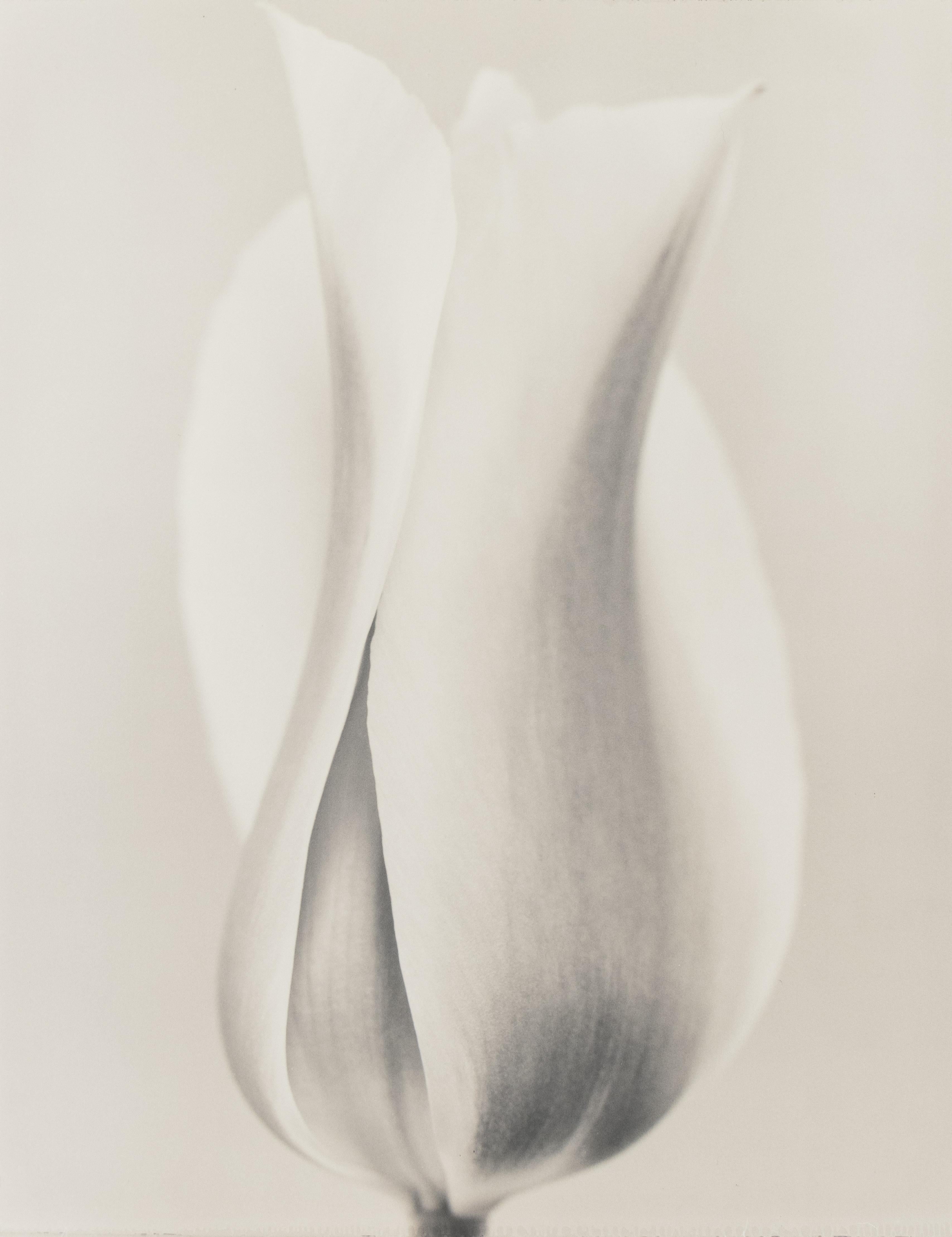 Tulipa 'Blushing Beauty' II - Photograph by Ron van Dongen