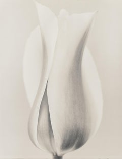 Tulipa 'Blushing Beauty' II