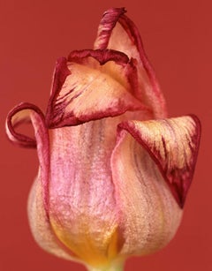 Tulipa königlicher Traum