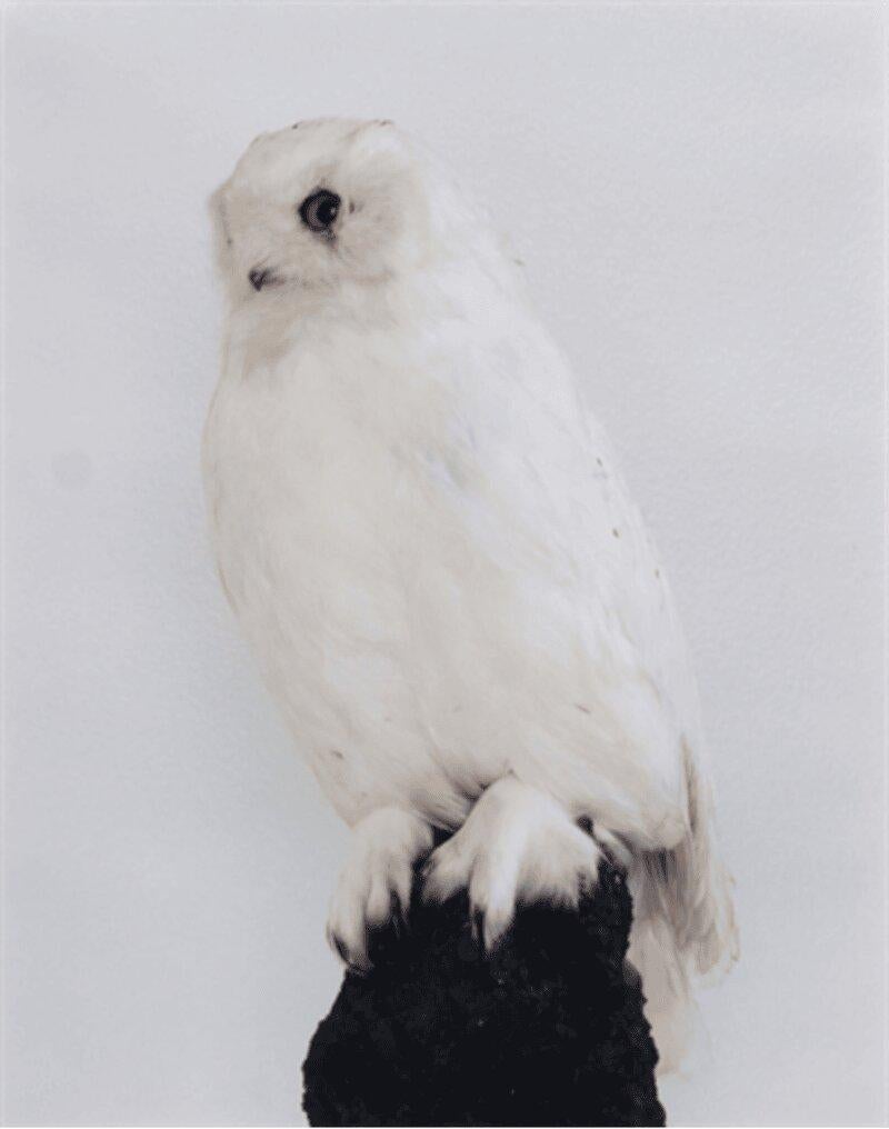 Roni Horn Portrait Photograph - Untitled (Owl)