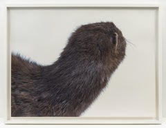 A Mink Look, Contemporary Still Life Photograph by Roni Horn
