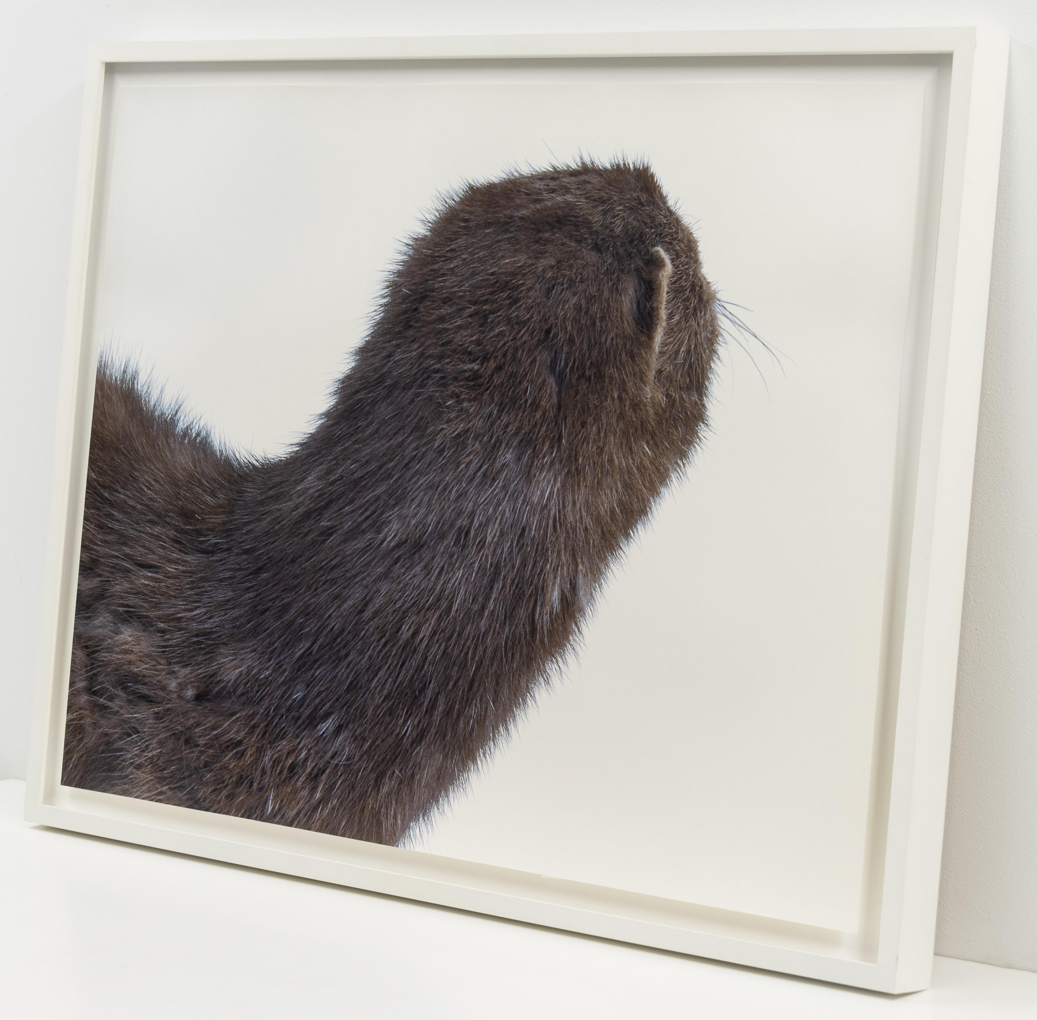 A Mink Look, Contemporary Still Life Photograph by Roni Horn im Angebot 2