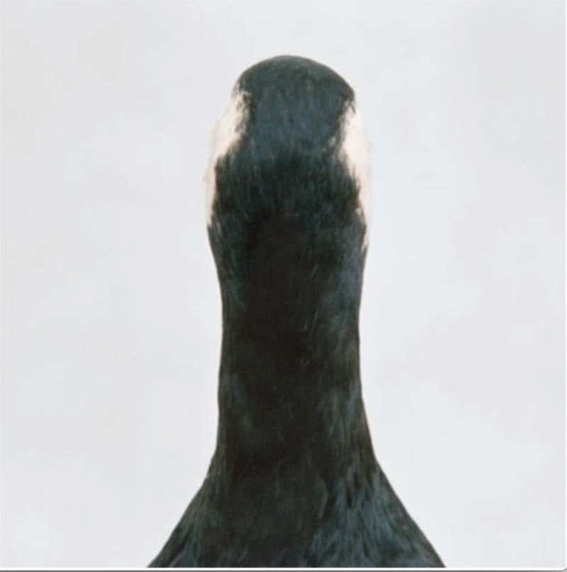 Diptych: Untitled Number 10 (Bird Pair: Cormorant & Goose ) - Photograph by Roni Horn