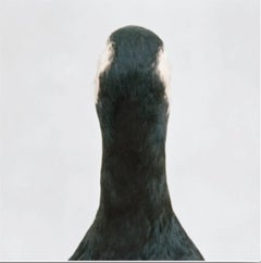 Diptych: Untitled Number 10 (Bird Pair: Cormorant & Goose )
