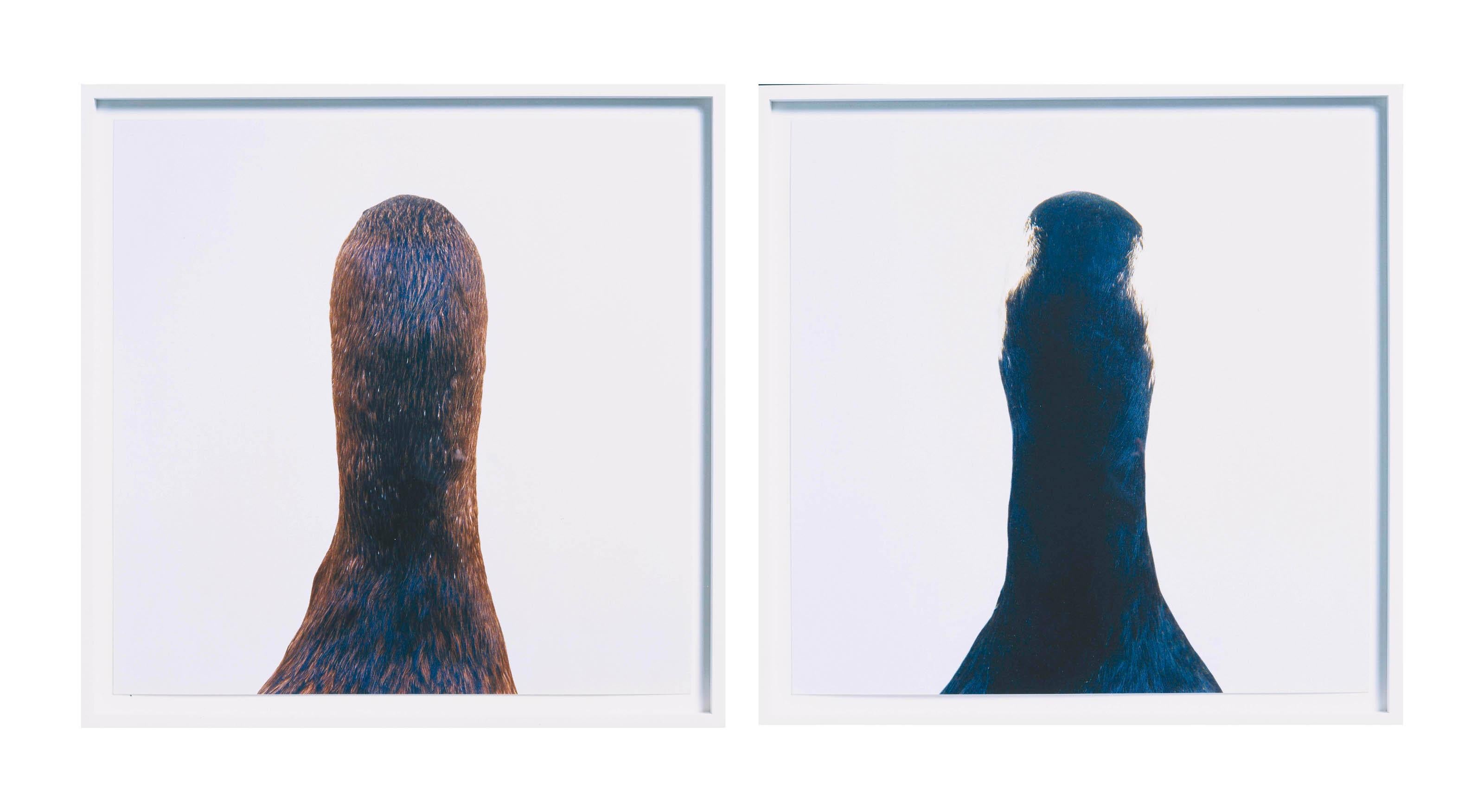 Roni Horn Abstract Photograph - Diptych: Untitled Number 10 (Bird Pair: Cormorant & Goose )