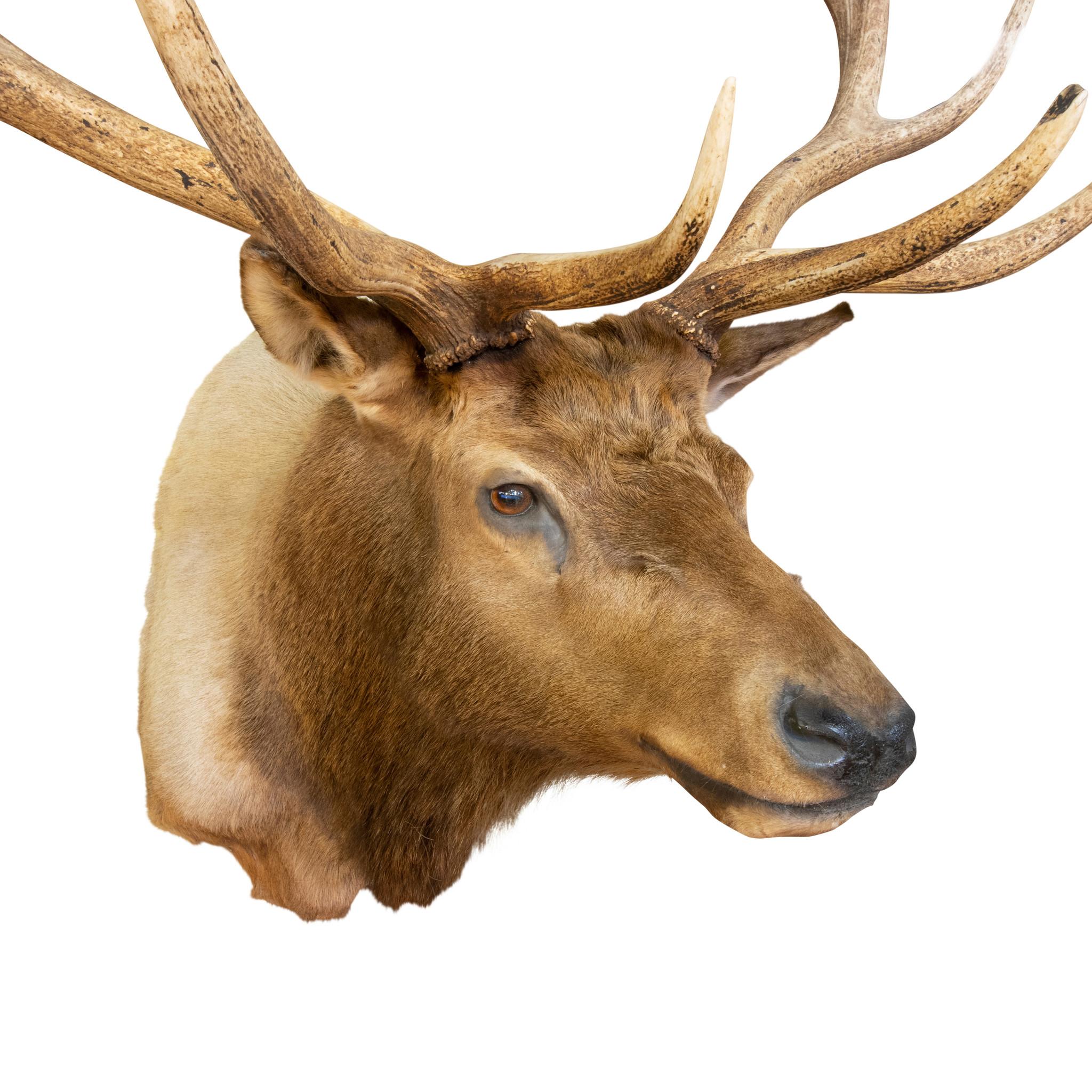 Great old style mount Roosevelt elk. 6 x 6, 43