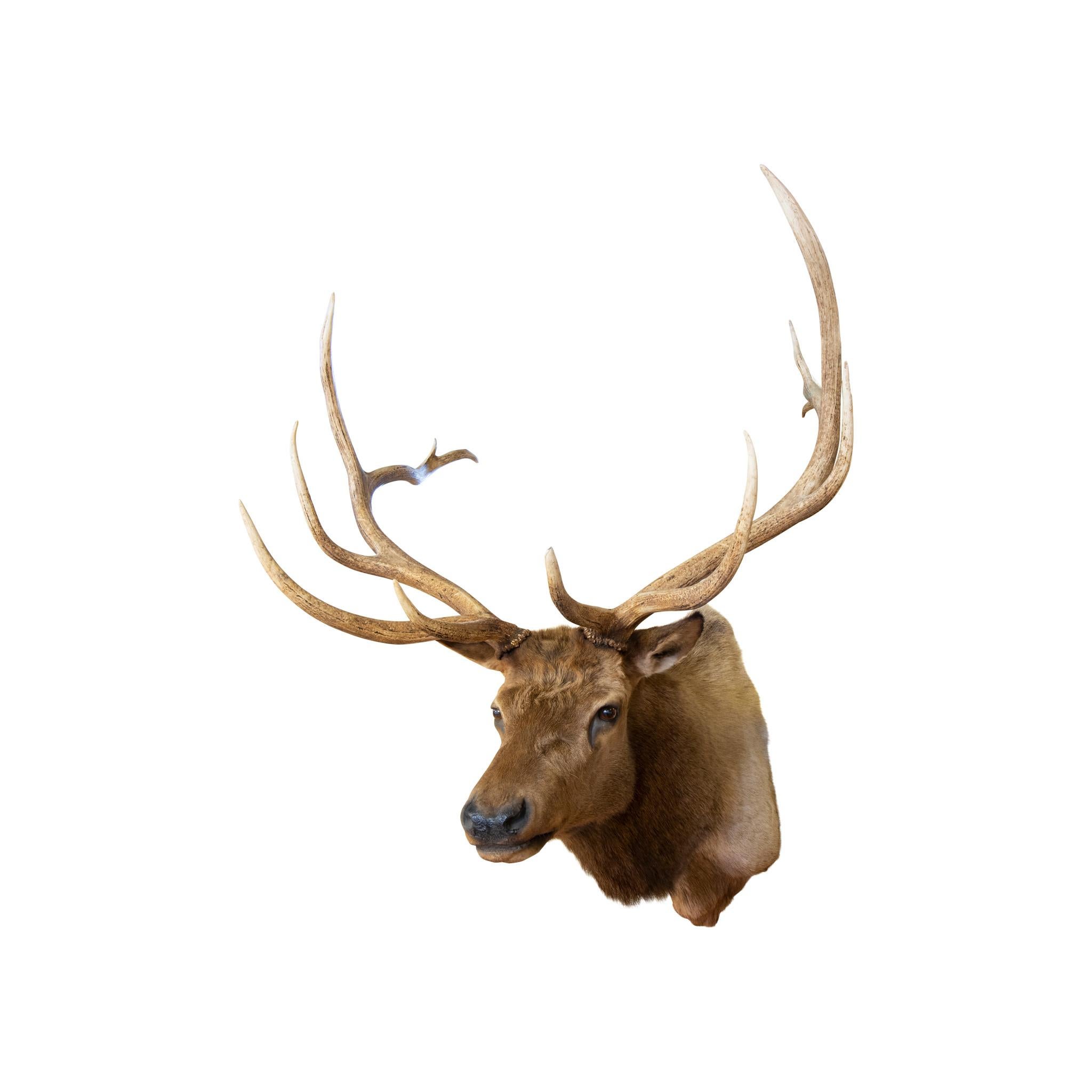 Le montage de taxidermie Roosevelt Elk Bon état - En vente à Coeur d'Alene, ID