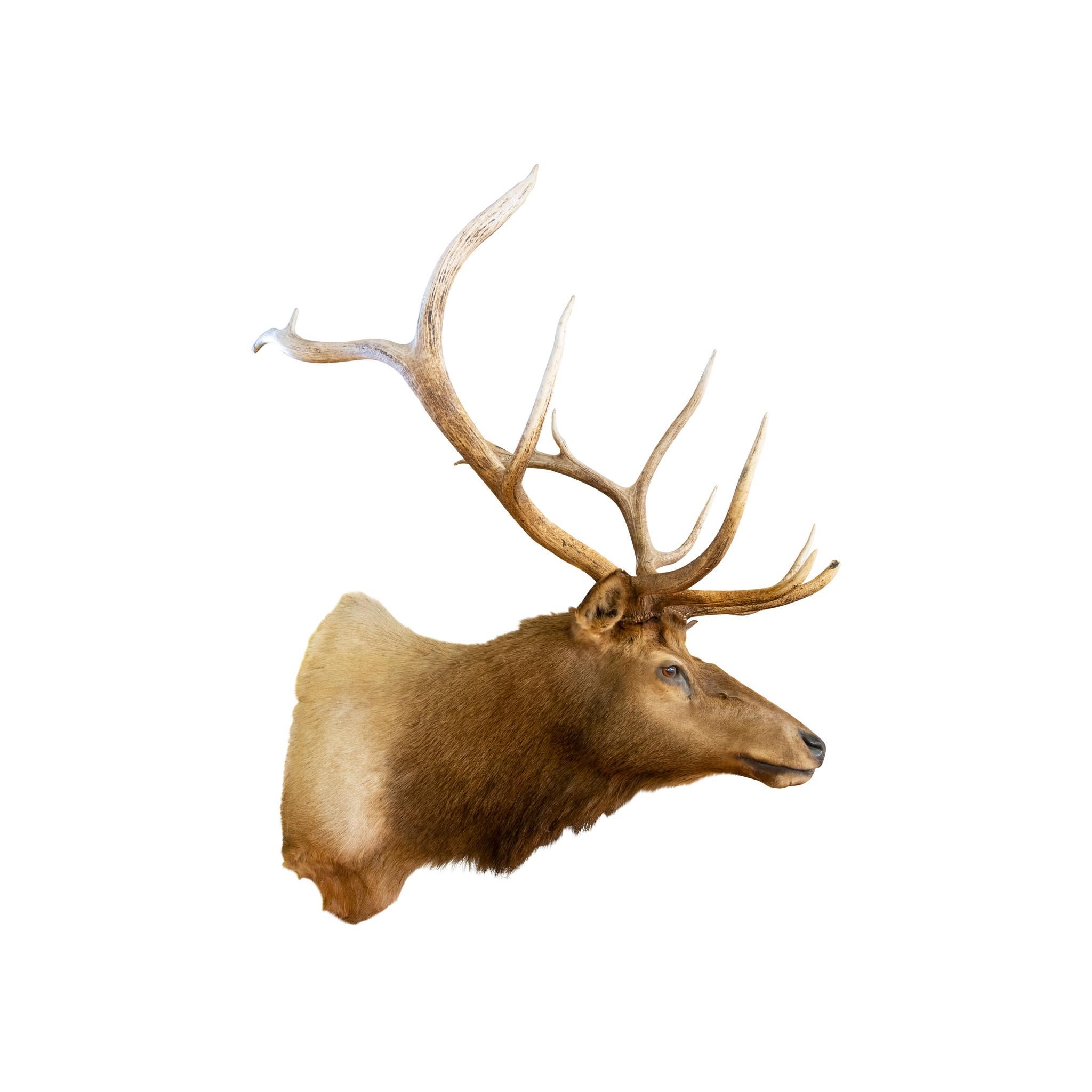 XXIe siècle et contemporain Le montage de taxidermie Roosevelt Elk en vente