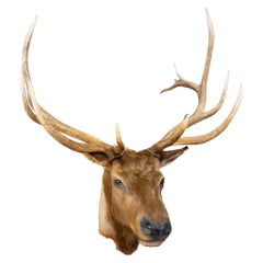 Vintage Roosevelt Elk Taxidermy Mount