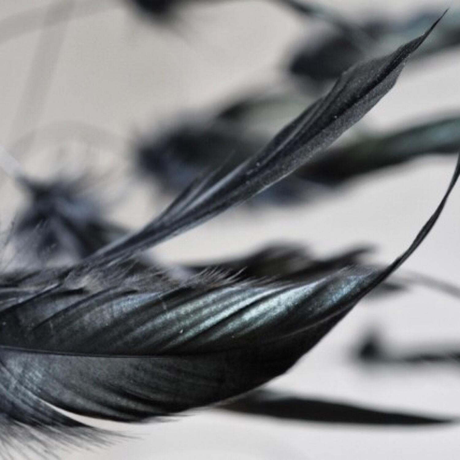 black feather chandelier