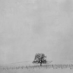 Blanco 1 - White landscape, Snow, Contemporary, Photography, Black and white