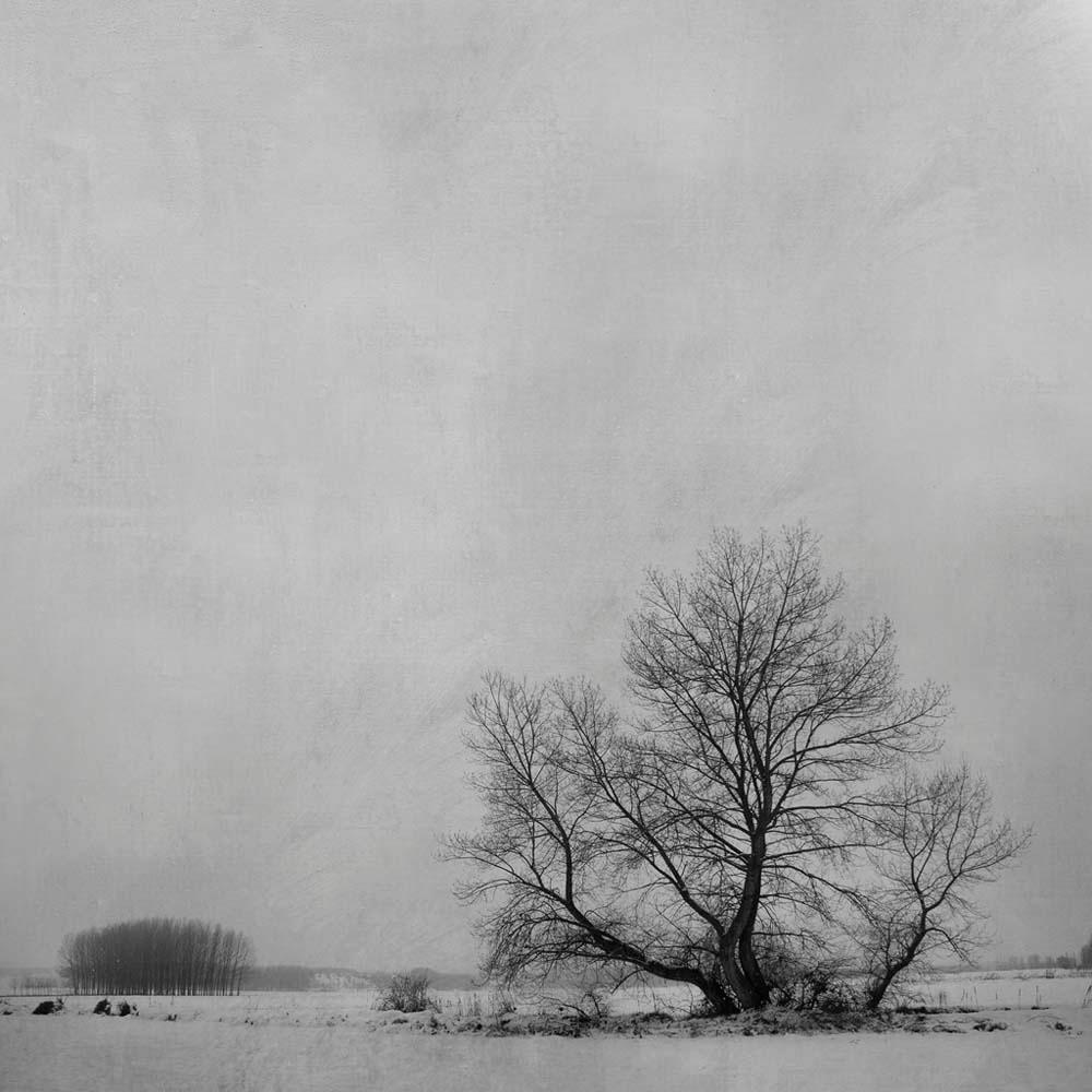 Rosa Basurto Abstract Photograph - Blanco 7 - Winter imagery, Landscape photography, Nature, Trees