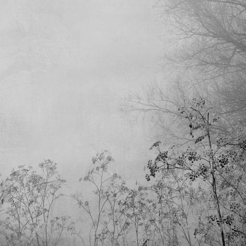 Abstract Photograph Rosa Basurto - Blanco 8 - Photographie de nature, images d'hiver, arbres, images de paysage