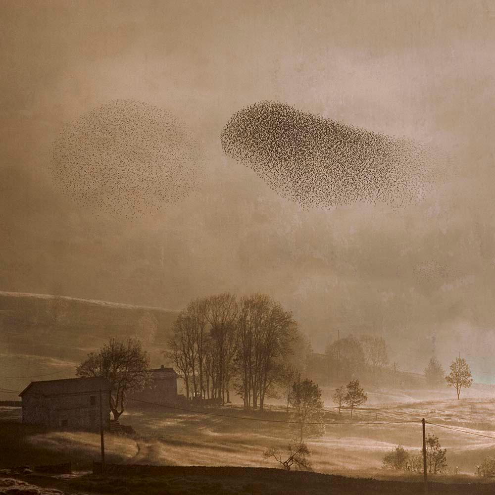 Mirando al Cielo 10 - Rosa Basurto, Zeitgenössisch, Landschaft, Fotografie, Vögel