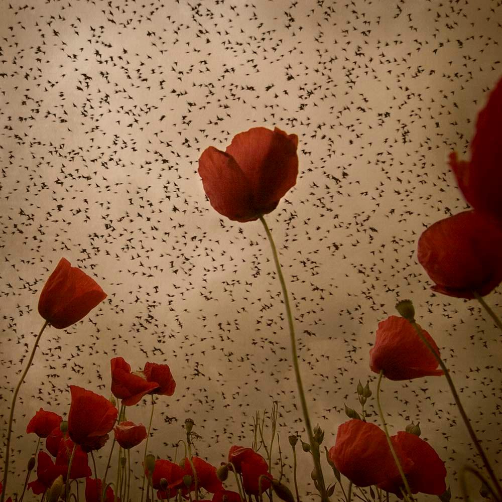Mirando al Cielo 14 - Rosa Basurto, Photographie, Fleur, Floral, Poppies, Papaver