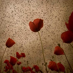 Mirando al Cielo 14 - Rosa Basurto, Photograph, Flower, Floral, Poppies, Papaver