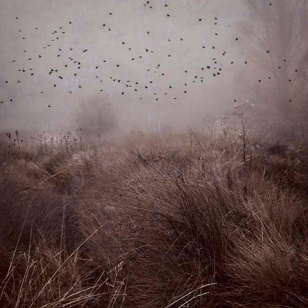 Mirando al cielo 2 - Rosa Basurto, Bush, Countryside, Landscape, Renaissance