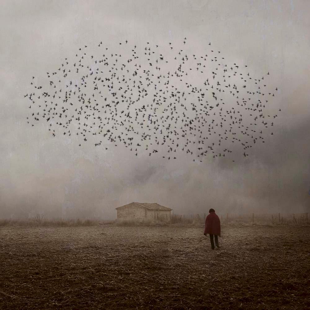 Mirando al cielo 3 - Rosa Basurto, photographie d'oiseaux et d'animaux