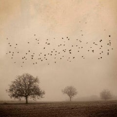 Mirando al Cielo 4 - Rosa Basurto, Birds, Murmuration, Photography, Countryside
