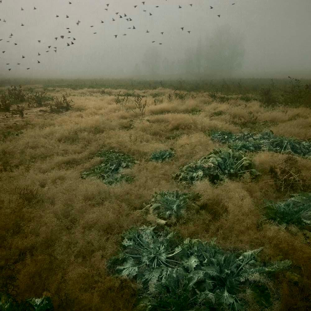 Mirando al cielo 5 - Rosa Basurto, Nature, Bruyère, Hautes Terres, Campagne