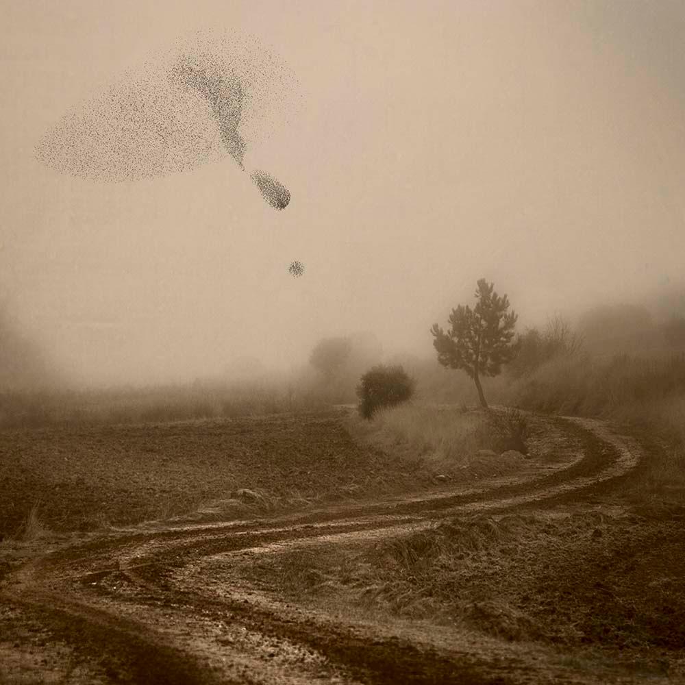 Mirando al cielo 6 - Rosa Basurto, Sepia, Oiseaux, Paysage, Nature