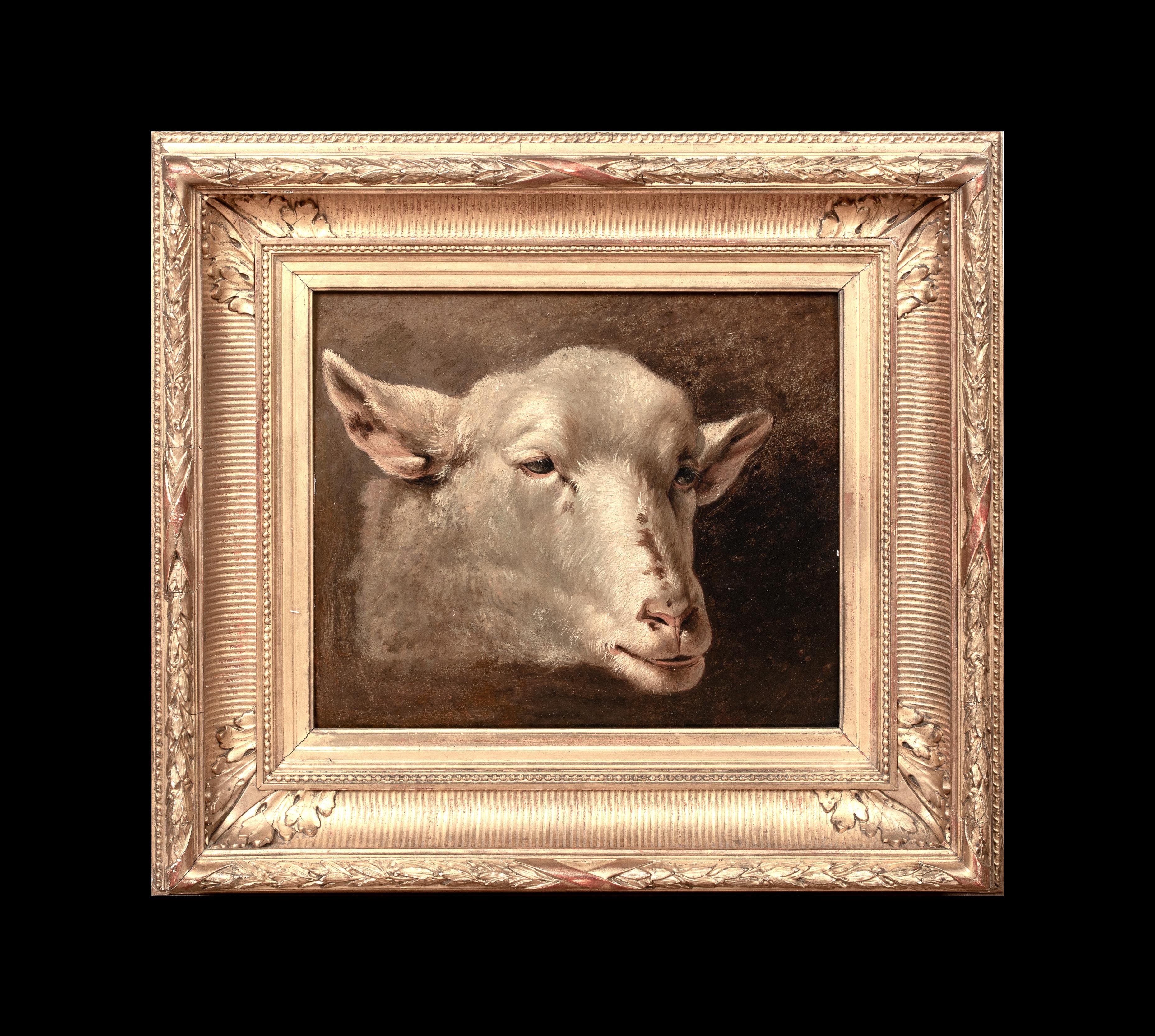 Studie eines Lamm-/Schafkopfes, 19. Jahrhundert  Französische Schule – Painting von Rosa Bonheur