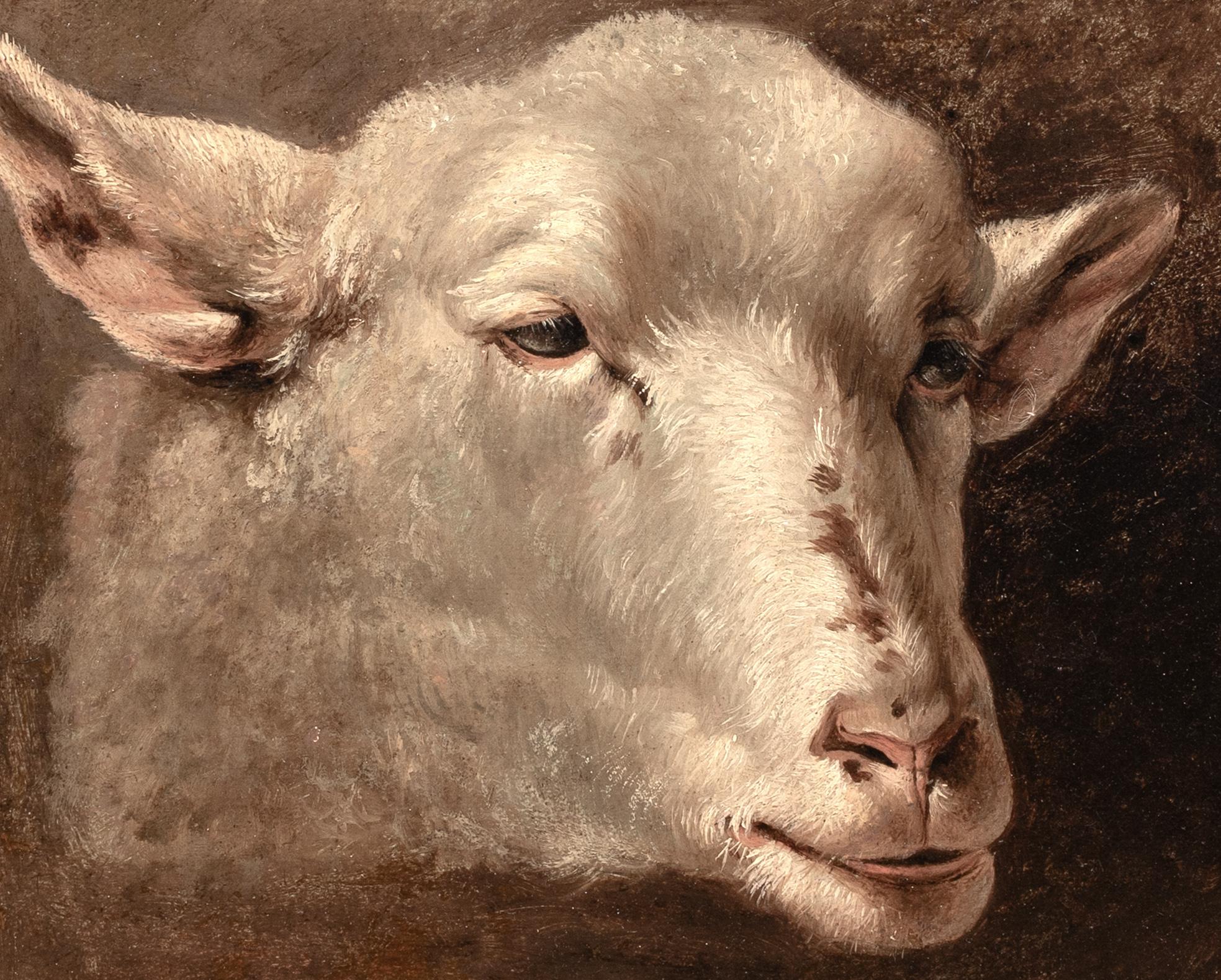 Studie eines Lamm-/Schafkopfes, 19. Jahrhundert  Französische Schule im Angebot 1