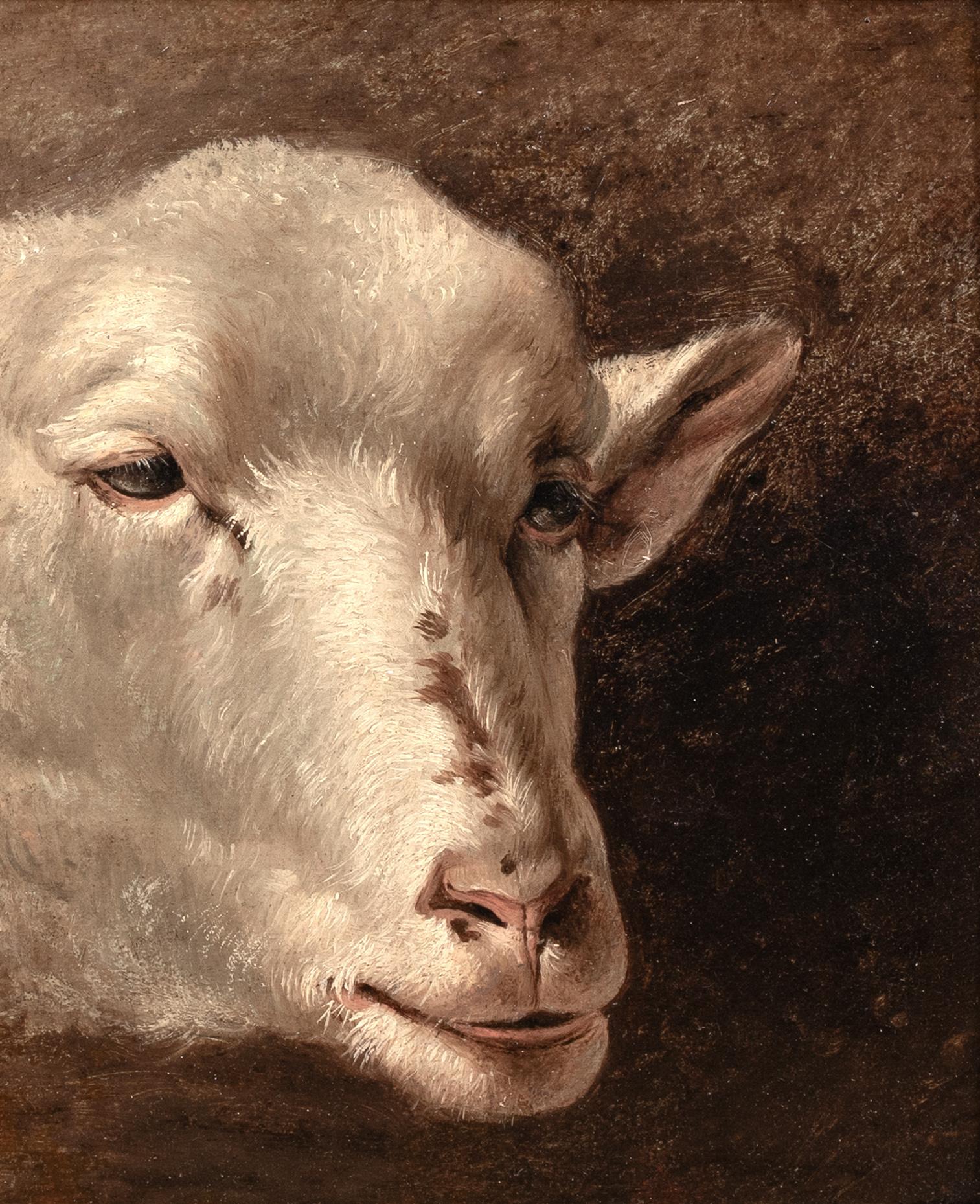 Studie eines Lamm-/Schafkopfes, 19. Jahrhundert  Französische Schule im Angebot 2