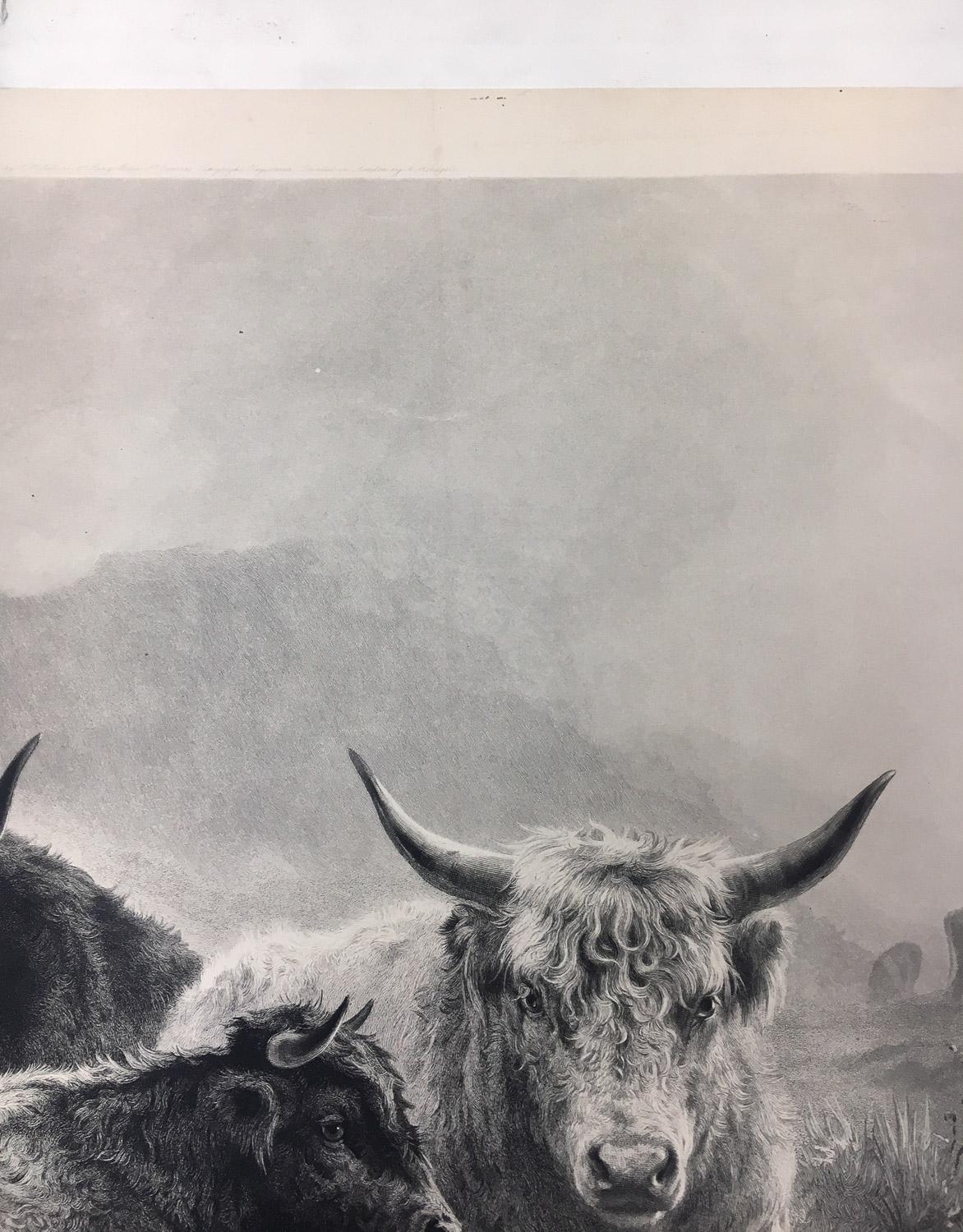 Highland Cattle by Rosa Bonheur lithograph 1890 1
