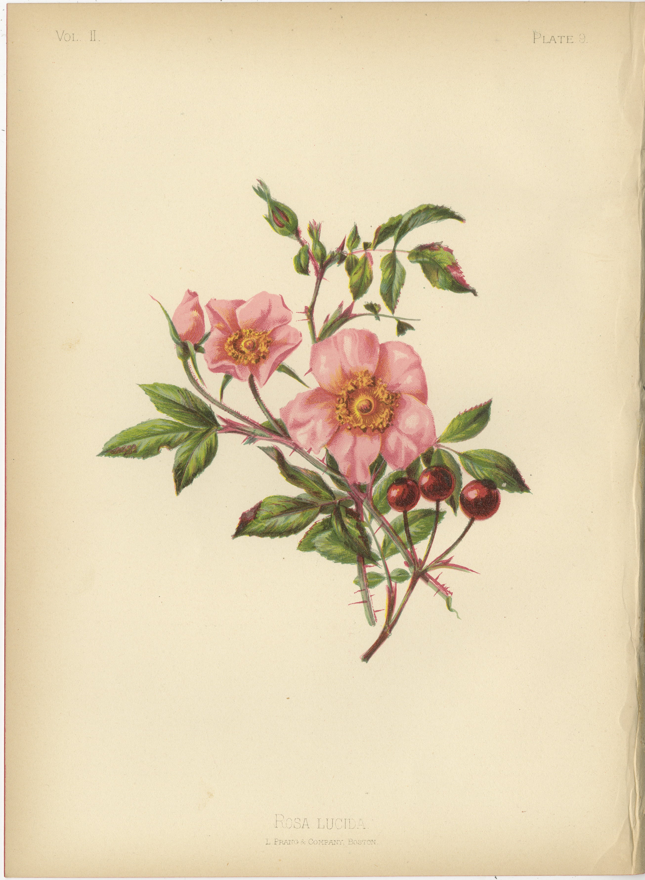 Die  Das angebotene Bild ist eine kolorierte Chromolithografie der Rosa lucida, die gemeinhin als leuchtende Rose bekannt ist. Diese Illustration wäre in Thomas Meehans 1879 erschienenem Werk The Native Flowers and Ferns of the United States