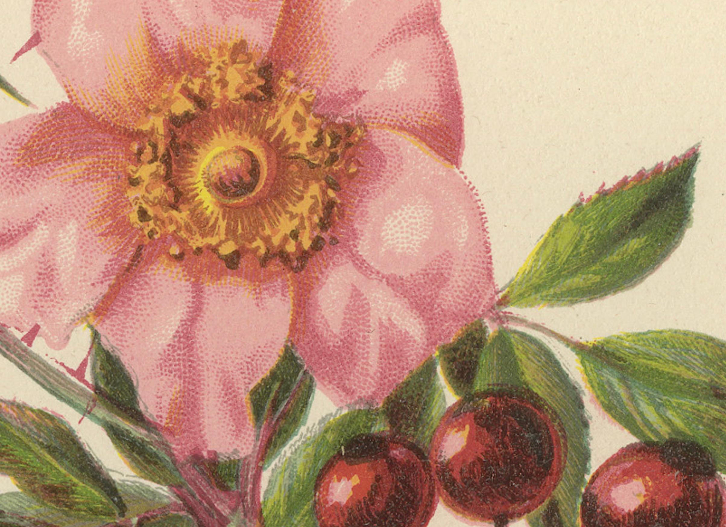 Rosa Lucida: Glänzende Rose von 1879 im Zustand „Gut“ im Angebot in Langweer, NL