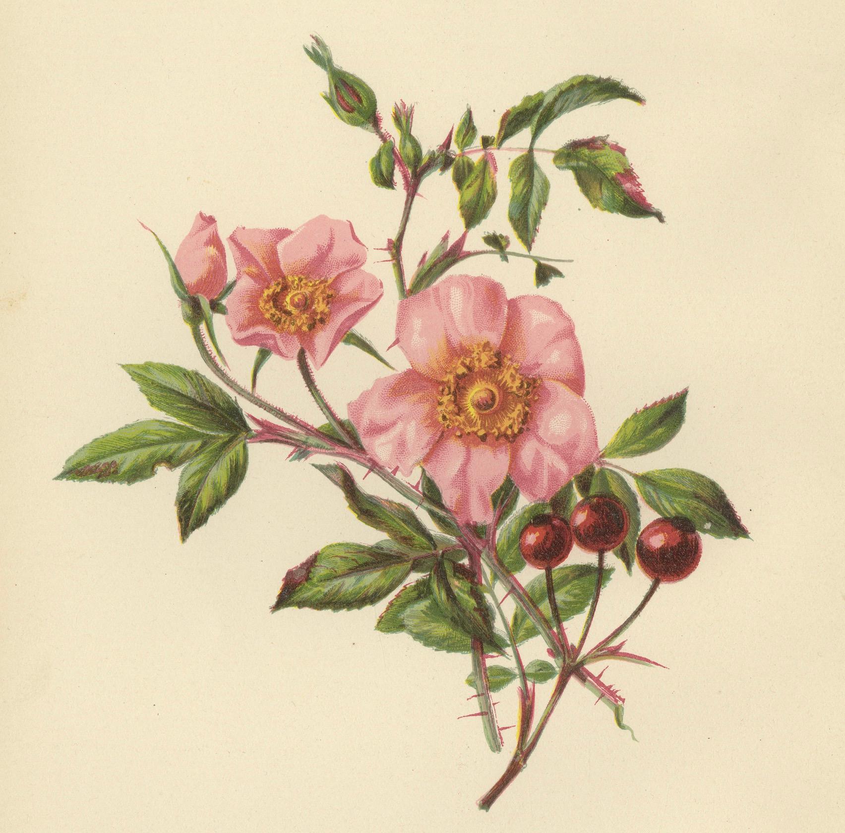 Rosa Lucida: Glänzende Rose von 1879 (Spätes 19. Jahrhundert) im Angebot