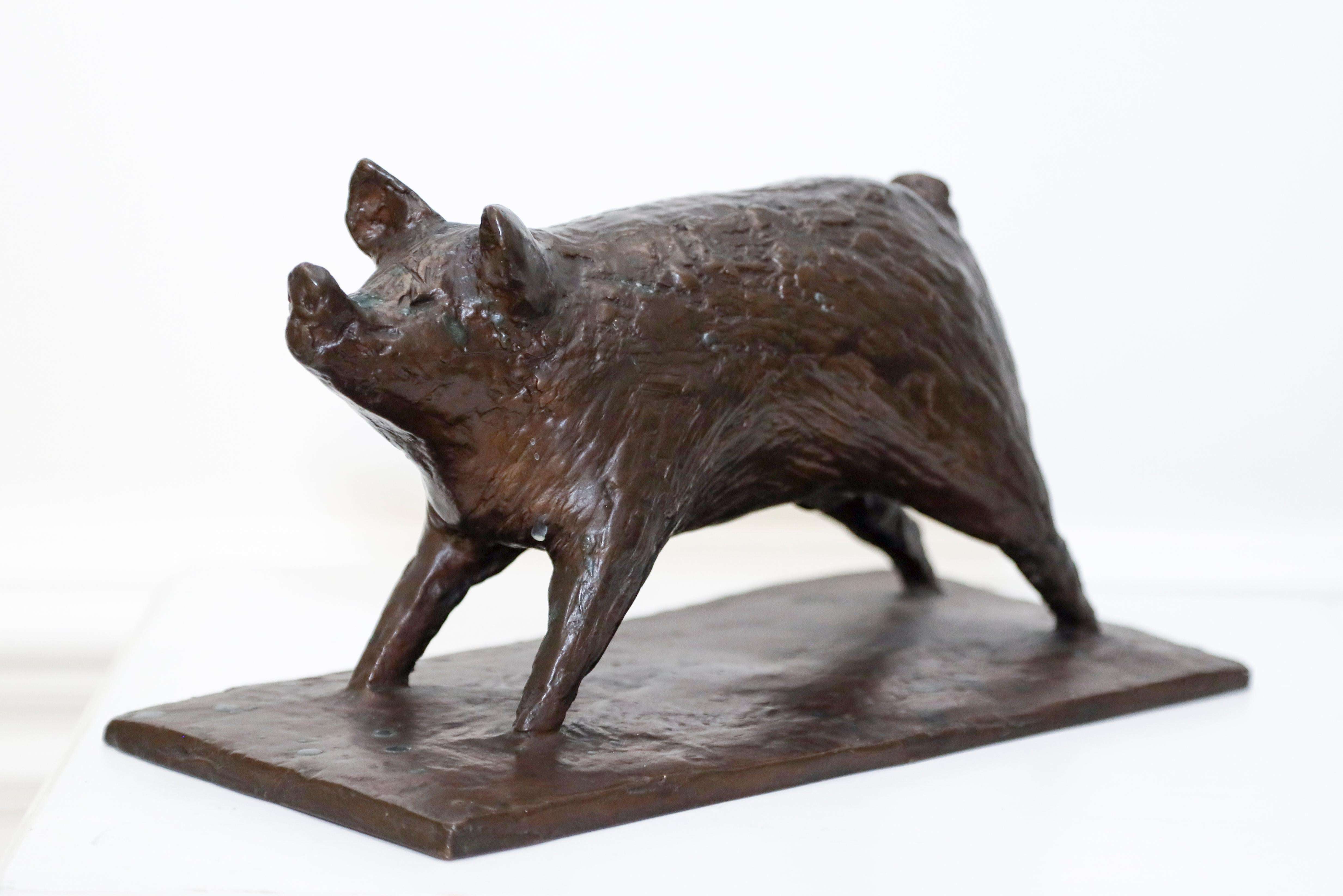 Rosalind Stracey Still-Life Sculpture - A Bronze Sculpture of a Young Boar  ( sculpture of a pig)