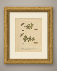 Rose Colored Moths and Caterpillars, Albin Antique Plate 100, 1720