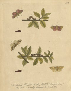 Rose Colored Moths and Caterpillars, Albin Antique Plate 100, 1720
