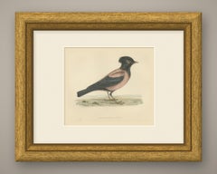 Rose Colored Pastor or Rosy Starling, Antique Hand Colored Print, 1896