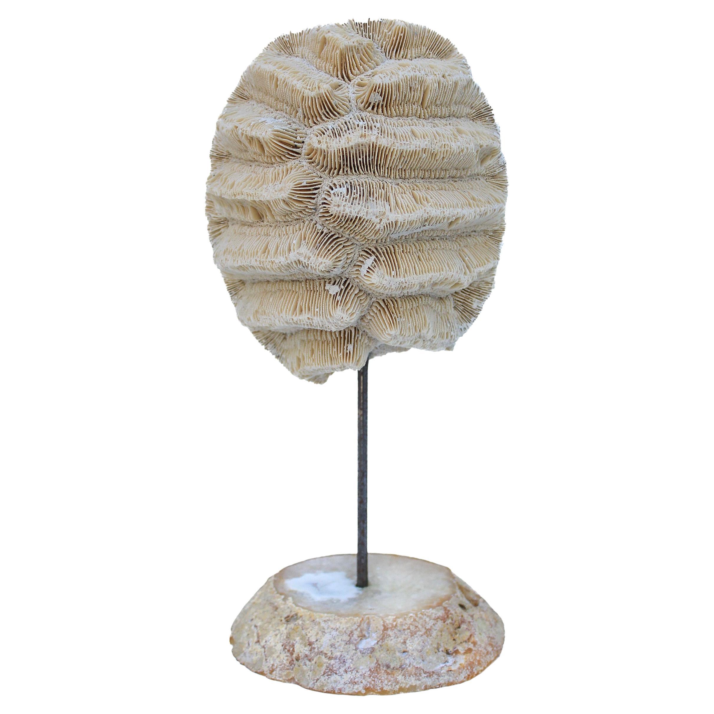 Rose Coral Mounted on a Polished Agate Slice