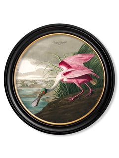 Roseate Spoonbill Print from Audubon's Birds of America C1838 Round Frame, New