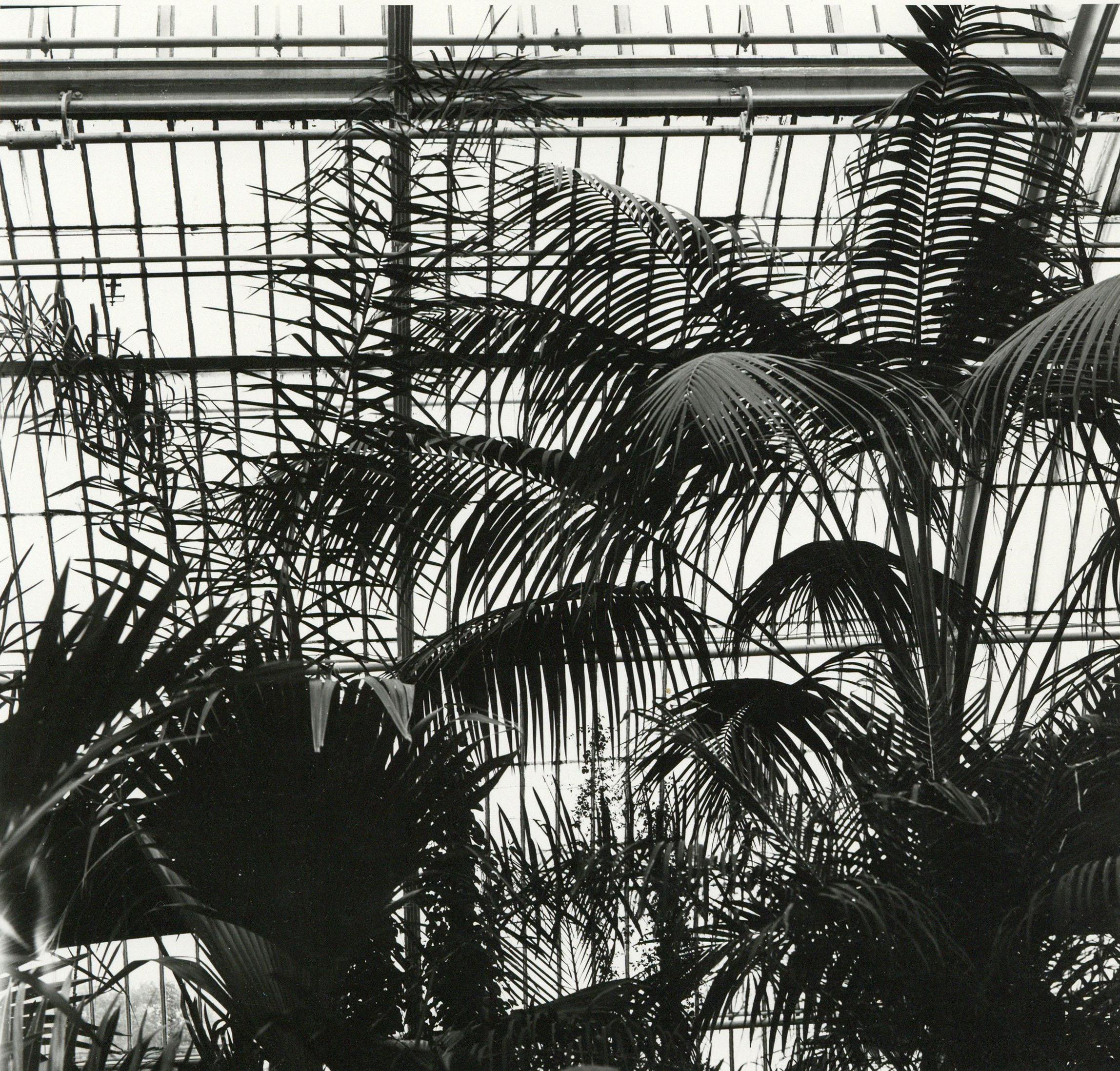 Kew Gardens Palm House Rosemary Ellis Windows VIII Silver Gelatin Photograph 