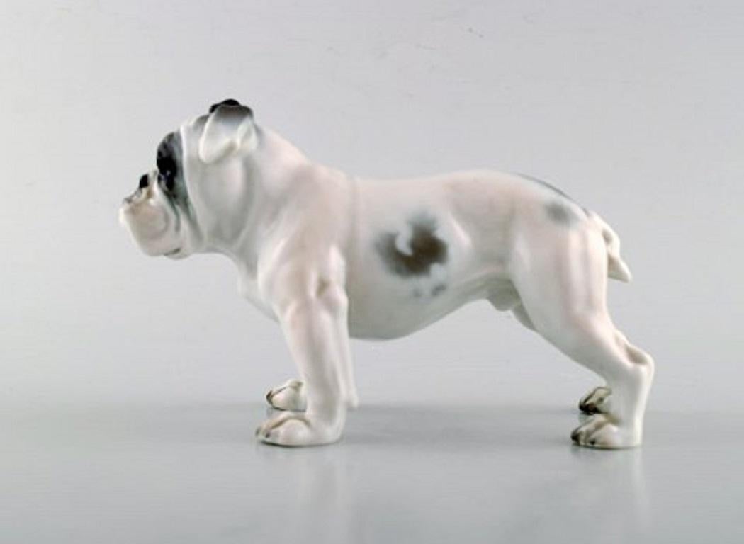 Rosenthal English bulldog in hand painted porcelain, 1950s.
Measures: 16 x 10.5 cm.
In very good condition.
Stamped.
